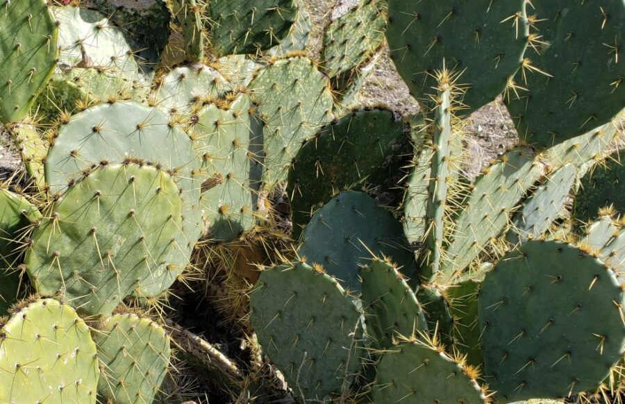 Aggressive Communicators are like a cactus with prickly thorns.