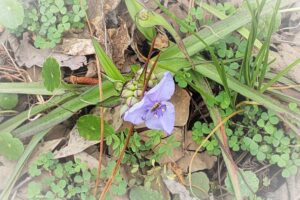 Self-esteem meaning is like the blooming of a Trillium (flower), controlling how you view your best self.