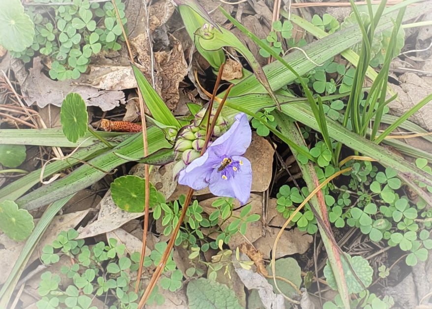 Self-esteem meaning is like the blooming of a Trillium (flower), controlling how you view your best self.