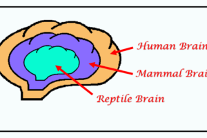 Three Brains image of Human, Mammal and Reptile brains.