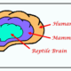 Your Three Brains And Being Self-Aware