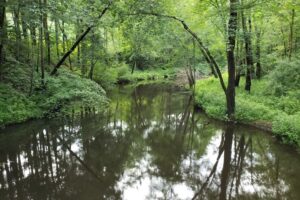 This image is of a body of water, the natural habitat of a frog in water.