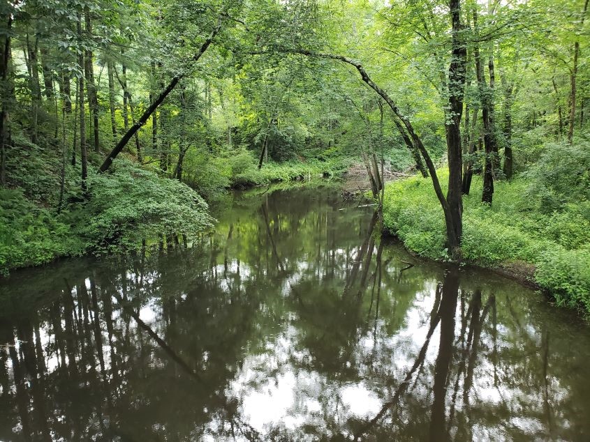 This image is of a body of water, the natural habitat of a frog in water.