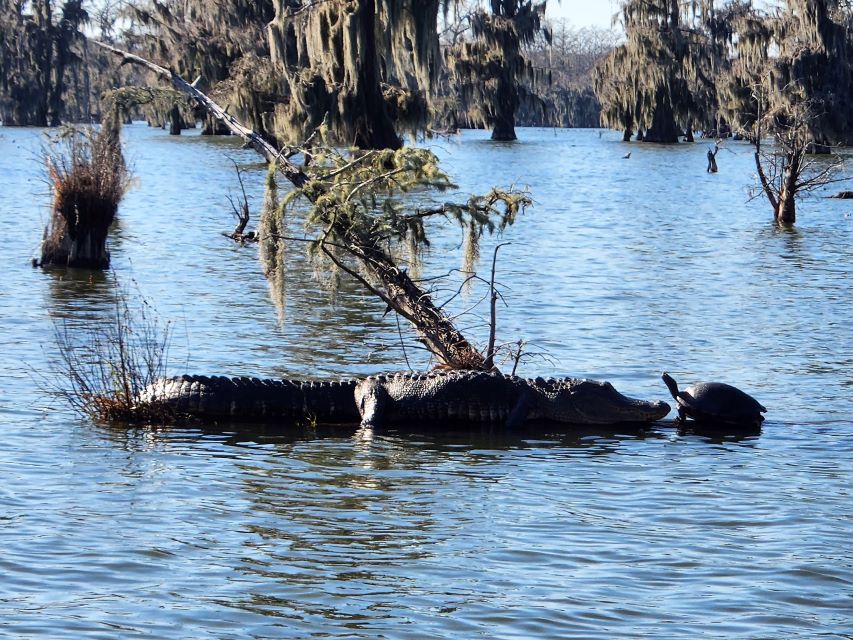 This image shows the alligator is trying to rationalize eating the turtle, but the turtle demonstrates that there is no justification.