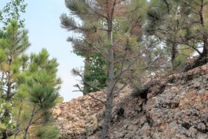 Image of a tree growing out of rock, demonstrating the trees resilience to grow and thrive in this environment.