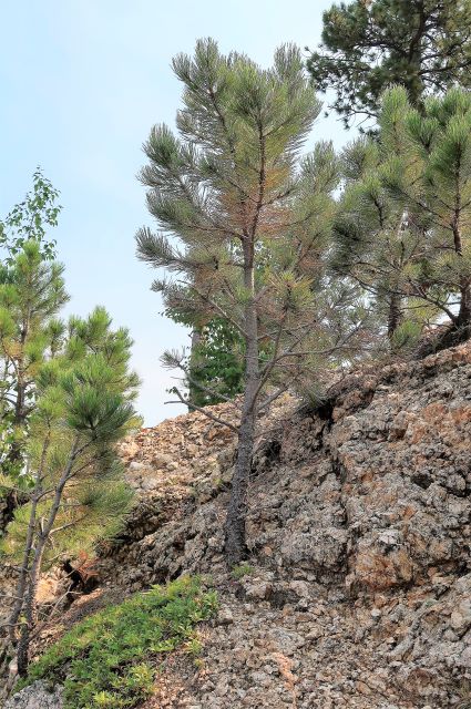 Image of a tree growing out of rock, demonstrating the trees resilience to grow and thrive in this environment.