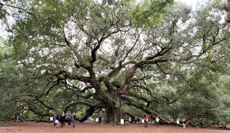 This large tree has influenced the world around it and under it.