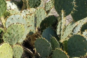 Aggressive Communicators are like a cactus with prickly thorns.
