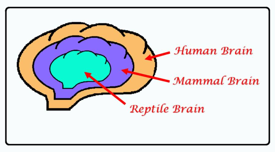Three Brains image of Human, Mammal and Reptile brains.
