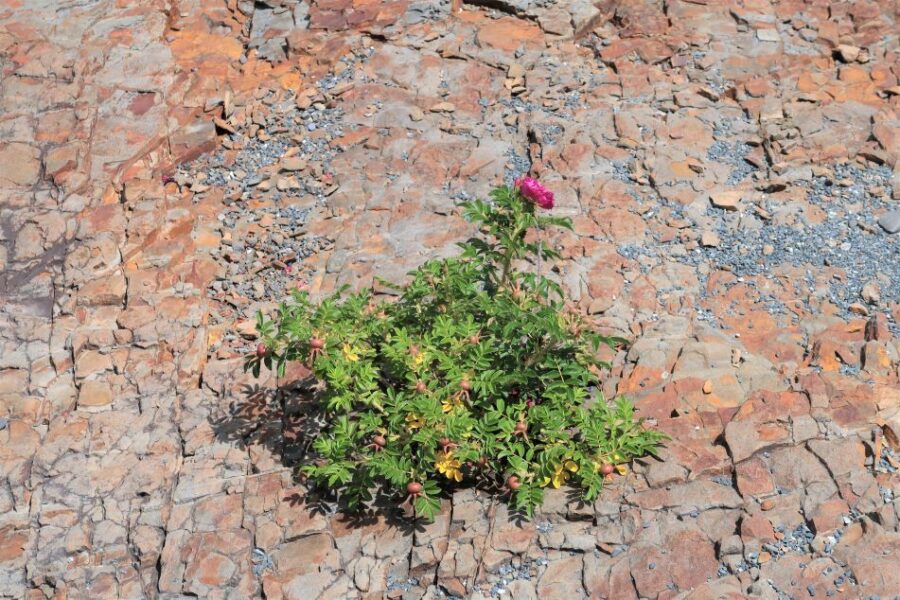 This wild rose plant seen here did not try to grow in the ledge, it just did!