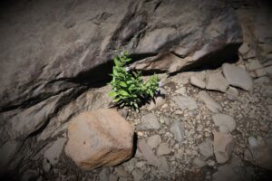 This photo represents a plant being alone among rocks and ledge in a difficult world to survive.