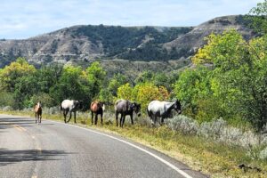 These wild horses in the Theodore Roosevelt National Park have one obvious leader in the front, with the remaining being followers.