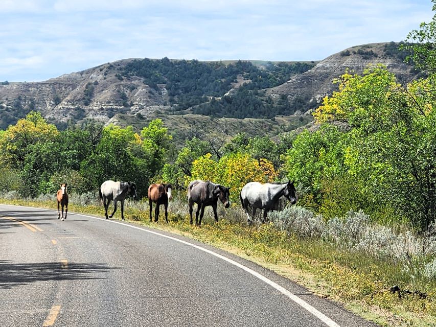 These wild horses in the Theodore Roosevelt National Park have one obvious leader in the front, with the remaining being followers.