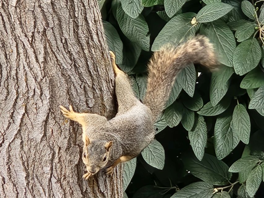 Image of a squirrel for the blog: From The Book of How to Tame Your Inner Squirrel.