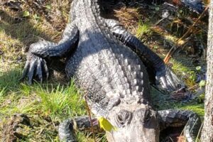 This alligators display of aggression means it can be aggressive.