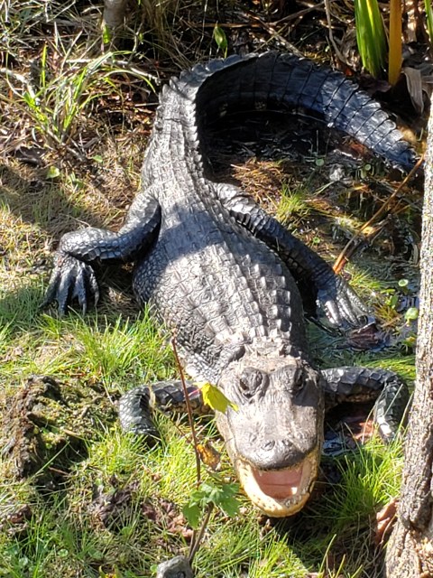 This alligators display of aggression means it can be aggressive.