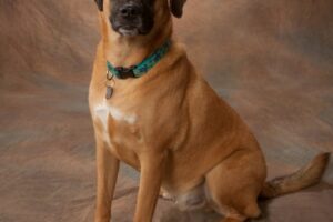 Levi was a great family member and pet as well as a wonderful therapy dog for clients.