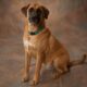 Our Relationship with Pets: For the Love of Levi