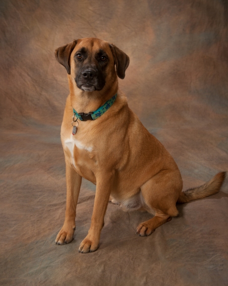 Levi was a great family member and pet as well as a wonderful therapy dog for clients.