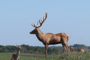 This is an example display of self-esteem and confidence in the animal world.