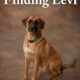 Finding Levi, the 1st Story in The Charlotte Novella Series
