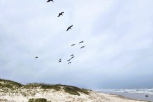 Natures way of demonstrating that working together to attack a problem, is more successful than attacking the person or each other.