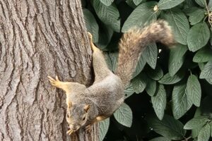 The term "Squirrel" is sometimes used when distractions occur and people lose their attention, taking them away from what they were focus was on.