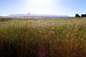 Wild grasses with mountains in the background. Is This all There is blog feature image.