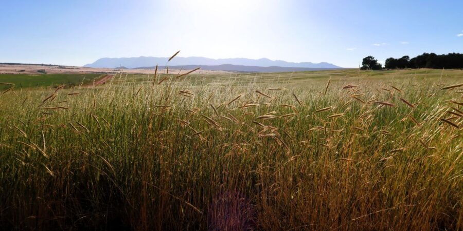 Wild grasses with mountains in the background. Is This all There is blog feature image.