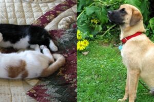 Our relationships with our pets. Kitties Rusty and Lucky and our wonderful Anatolian Shepherd Levi.