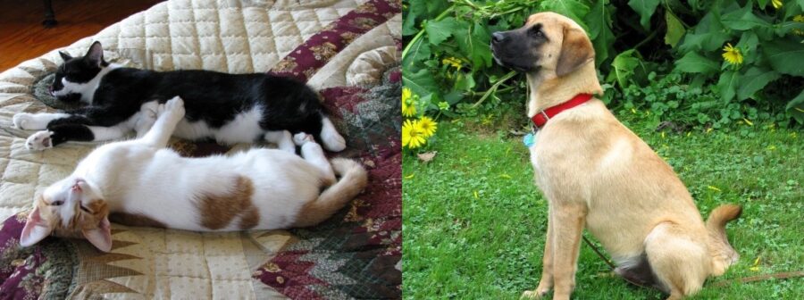 Our relationships with our pets. Kitties Rusty and Lucky and our wonderful Anatolian Shepherd Levi.