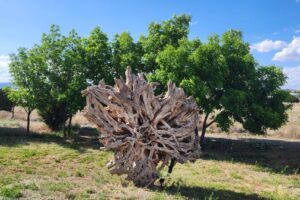 Domestic Abuse is Not an Anger Management Issue is symbolized by the difference between the trees in the background and the twisted tree system in the foreground.