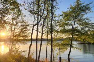Sunset over a calm lake viewed through slender trees along the shore. What got better today?
