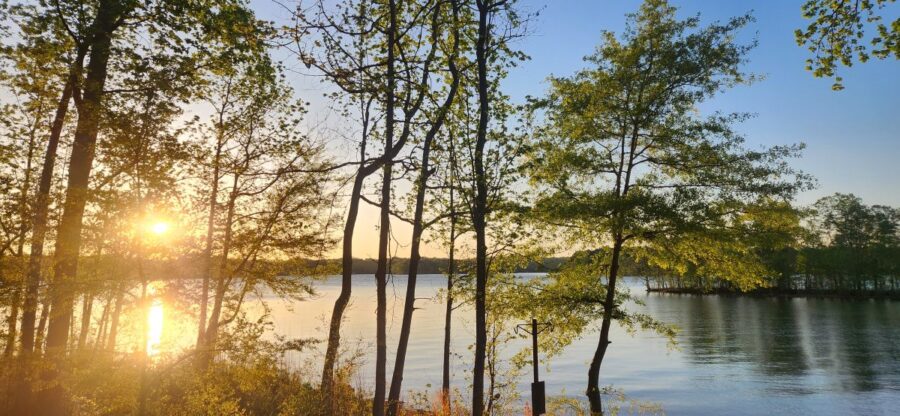 Sunset over a calm lake viewed through slender trees along the shore. What got better today?