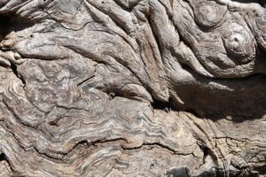 Overcoming Anhedonia is like this tree root system in nature. Overcoming obsticles that may make life difficult and finding ways to move on with life.