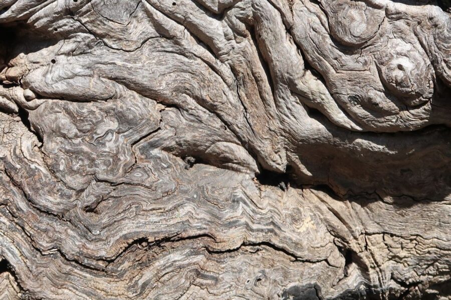 Overcoming Anhedonia is like this tree root system in nature. Overcoming obsticles that may make life difficult and finding ways to move on with life.