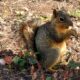 How to Embrace Your Inner Squirrel: Managing Your Distractions