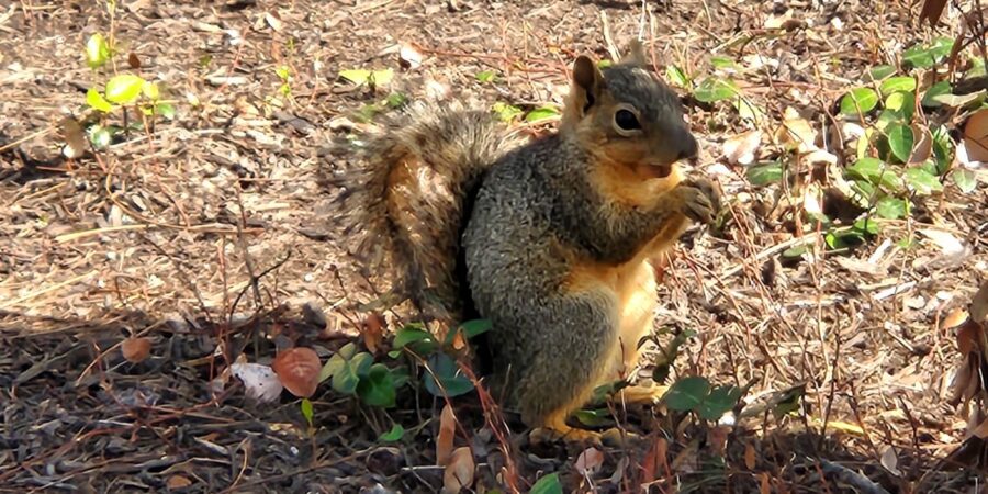 A Squirrel eating an acorn for the post Inner Squirrel.
